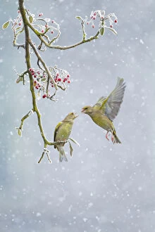 British Birds Gallery: Greenfinch (Carduelis chloris) pair, one perched on branch and one hovering in snowfall