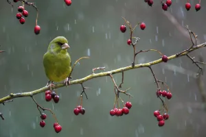 Greenfinch (Carduelis chloris) perched on a branch of hawthron a snowy day