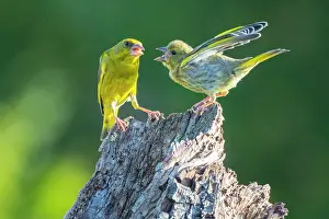 Carduelinae Prints: Greenfinch (Carduelis chloris) perched on wooden stump feeding chick, Germany. July