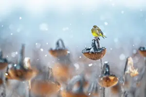 Sunflower Prints: Greenfinch (Chloris chloris) perched on Sunflower (Helianthus annuus) seedhead in snow