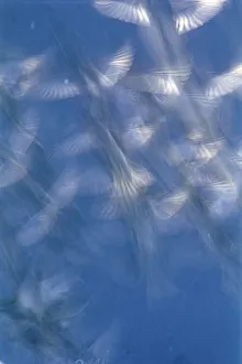 Confusion Prints: Greenfinches (Carduelis chloris) and House sparrows (Passer domesticus) blurred long