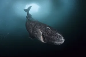 Images Dated 28th January 2015: Greenland shark (Somniosus microcephalus) with parasitic copepod (Ommatokoita elongata)
