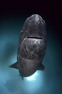 Greenland shark (Somniosus microcephalus) with parasitic copepod (Ommatokoita elongata)
