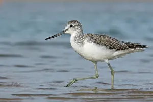 Sandpiper Prints: Greenshank (Tringa nebularia) foraging in a coastal tide pool