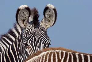 Detail Prints: Grevy zebra (Equus grevyi) partial head portrait over back of foal, captive
