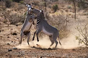 Aggression Gallery: Grevy zebra (Equus grevyi) stallions fighting, Samburu National Reserve, Kenya