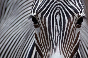 Animal Pattern Gallery: Grevys zebra (Equus grevyi) close up, captive