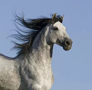 Animal Head Gallery: Grey Andalusian / Spanish stallion running, California, USA