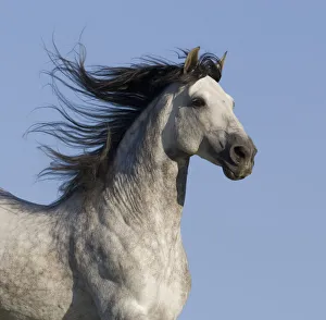 Images Dated 13th May 2009: Grey Andalusian / Spanish stallion running, California, USA
