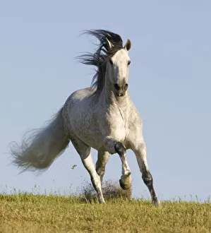 Images Dated 13th May 2009: Grey Andalusian / Spanish stallion running, California, USA