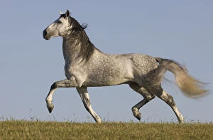 Andalusian Gallery: Grey Andalusian / Spanish stallion running, California, USA