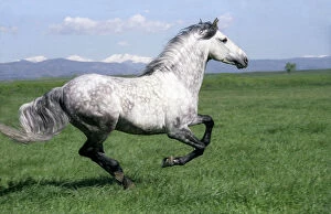 Grey Andalusian stallion cantering with Rocky mtns behind, Colorado, USA