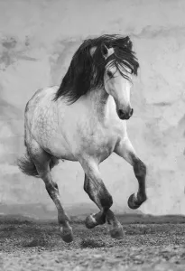 Full Length Prints: Grey Andalusian stallion running in arena in Northern France, Europe. March