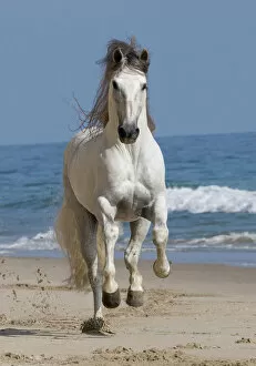 Grey Andalusian stallion running on the beach at Ojai, California, USA