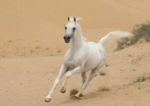 Horses & Ponies Collection: Grey Arabian stallion running in desert dunes near Dubai, United Arab Emirates