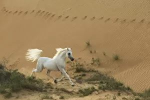 Arabian Horse Gallery: Grey Arabian stallion running in desert dunes near Dubai, United Arab Emirates