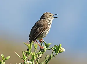 Warbler Prints: Grey-backed cisticola (Cisticola subruficapilla) male