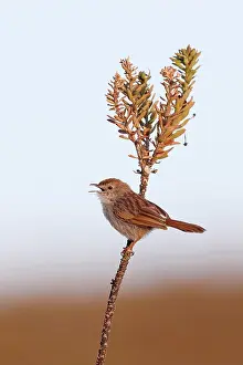 Warbler Prints: Grey-backed cisticola (Cisticola subruficapilla) perched on plant stem