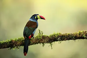 Ramphastidae Prints: Grey-breasted mountain toucan (Andigena hypoglauca) perched on branch in cloud forest