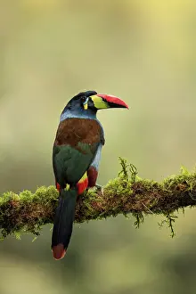 Ramphastidae Prints: Grey-breasted mountain toucan (Andigena hypoglauca) perched on mossy branch in the cloud forest