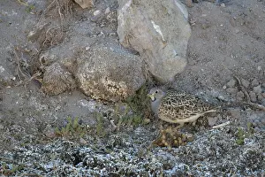 Camouflage Prints: Grey-brested seedsnipe (Thinocorus orbignyianus) camouflaged on rocky ground