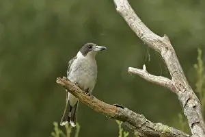 Grey Prints: Grey butcherbird (Cracticus torquatus) perched on branch, Tasmania, Australia