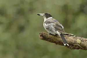 Grey Prints: Grey butcherbird (Cracticus torquatus) perched on branch, Tasmania, Australia