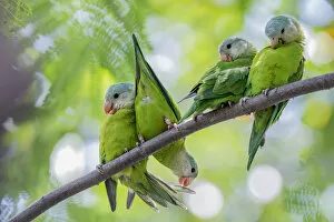 Friendship Collection: Grey-cheeked parakeets (Brotogeris pyrrhoptera) perched and grooming on a branch