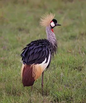 Gruidae Prints: Grey crowned crane (Balearica regulorum) standing in grassland