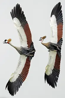 Two Grey crowned cranes (Balearica regulorum gibbericeps) in flight, one calling, Kyawagonya Kaku swamp, Uganda. Endangered
