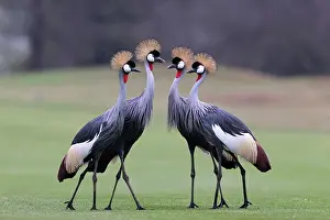 Gruidae Prints: Four Grey crowned cranes (Balearica regulorum) portrait