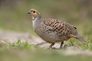 Perdicinae Prints: Grey francolin (Francolinus pondicerianus) Keoladeo Ghana National Park, Bharatpur