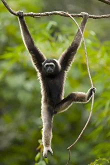 Grey gibbon (Hylobates muelleri) swinging from branch in rainforest and using foot