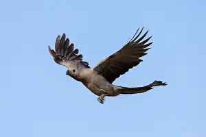 Crest Prints: Grey go-away bird (Corythaixoides concolor) in flight, Chobe National Park, Botswana