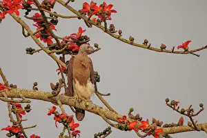 Eagle Prints: Grey-headed fish eagle (Haliaeetus ichthyaetus) perched in a tree above a river