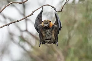 Female Animal Gallery: Grey-headed flying-fox bat (Pteropus poliocephalus), female, hanging the other way to defecate or
