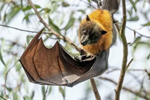 December 2022 Highlights Gallery: Grey-headed flying-fox bat (Pteropus poliocephalus) hanging from branch looking down with wing