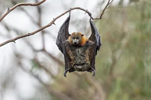 Flying Fox Prints: Grey-headed flying-fox bat (Pteropus poliocephalus)