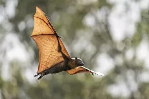 Images Dated 6th July 2019: Grey-headed flying-fox (Pteropus poliocephalus) flying just before sunset. a┼ía┼íYarra Bend Park