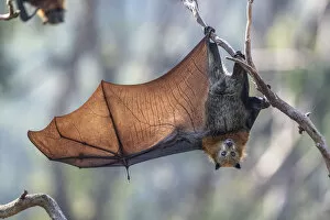 Grey-headed flying-fox (Pteropus poliocephalus) hanging from a branch with one wing spread