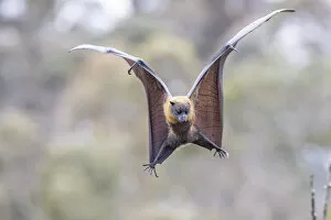 Images Dated 6th January 2020: Grey-headed flying-fox (Pteropus poliocephalus) spotting and flaring wings to come