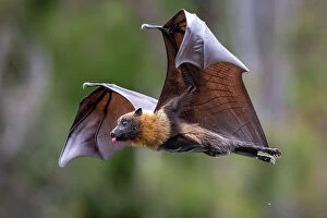 Grey-headed flying-fox (Pteropus poliocephalus) in flight, with tongue out after licking water from its body
