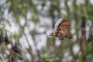 August 2023 Highlights Collection: Grey-headed flying-fox (Pteropus poliocephalus) female, in flight carrying her young