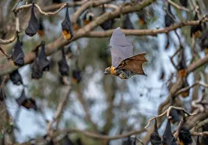 Maternal Behaviour Prints: Grey-headed flying-fox (Pteropus poliocephalus) female in flight carrying its pup with colony roosting in trees behind
