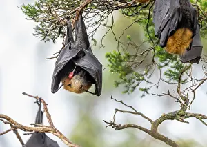 Upside Down Prints: Grey-headed flying-fox (Pteropus poliocephalus)