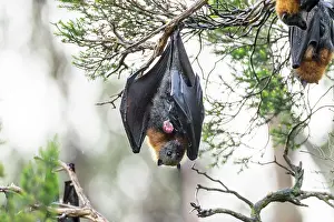 Upside Down Prints: Grey-headed flying-fox (Pteropus poliocephalus)