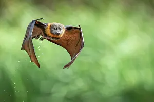 Flying Fox Prints: Grey-headed flying-fox (Pteropus poliocephalus)