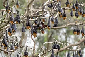 Upside Down Prints: Grey-headed flying-fox (Pteropus poliocephalus) colony roosting in tree