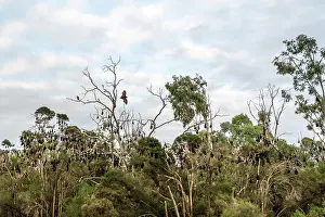 Flying Fox Prints: Grey-headed flying-fox (Pteropus poliocephalus) colony roosting in trees