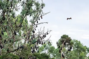 Flying Fox Prints: Grey-headed flying-fox (Pteropus poliocephalus) colony roosting in trees